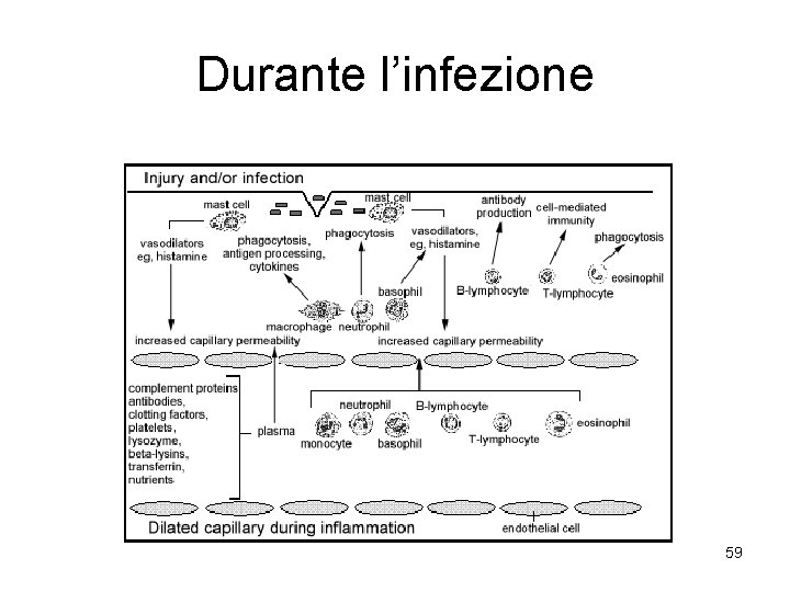 Durante l’infezione 59 