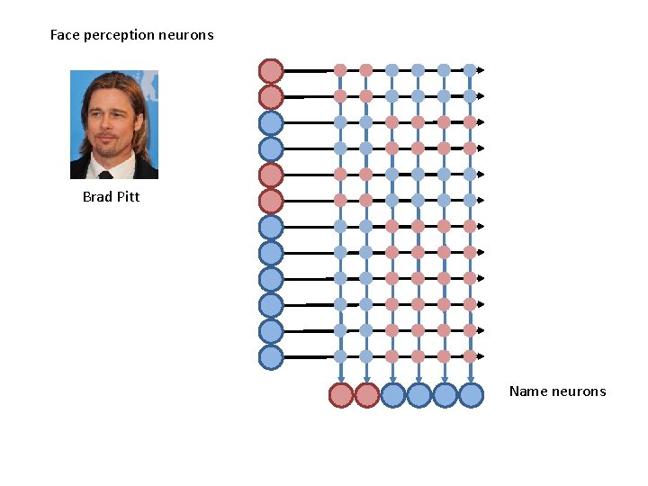 Face perception neurons Brad Pitt Name neurons 
