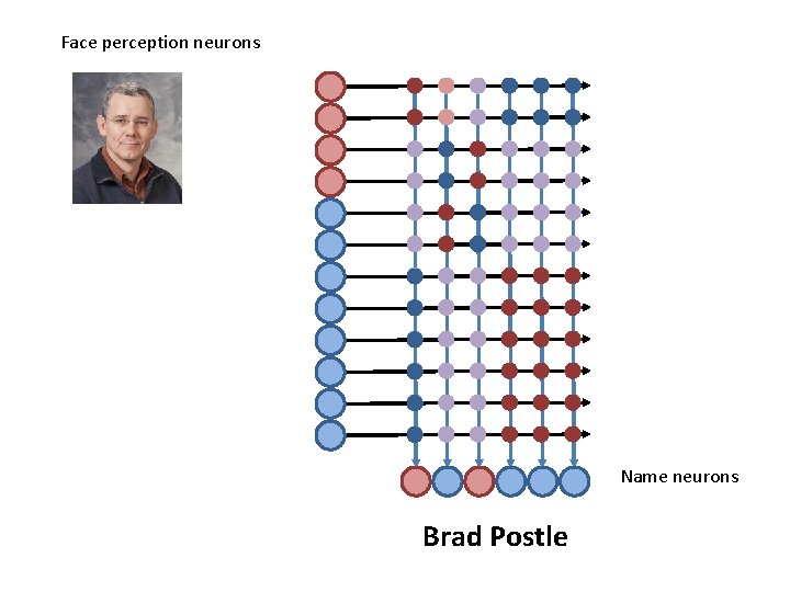 Face perception neurons Name neurons Brad Postle 