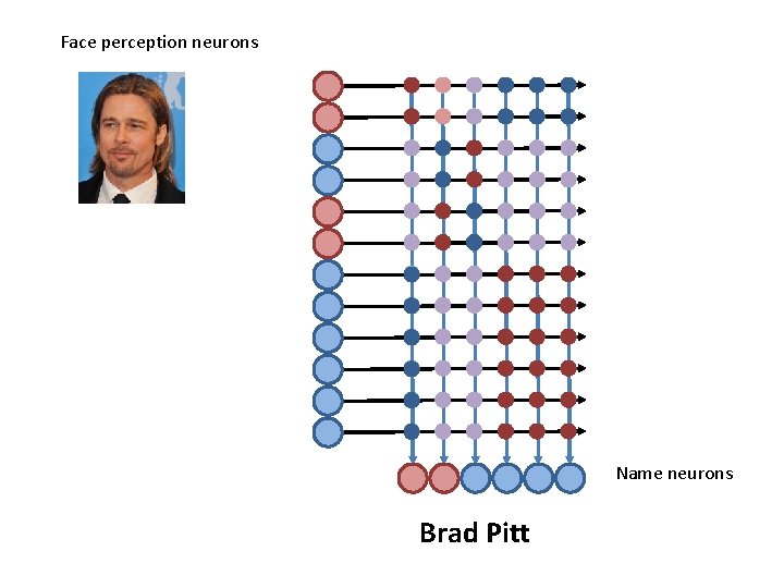Face perception neurons Name neurons Brad Pitt 