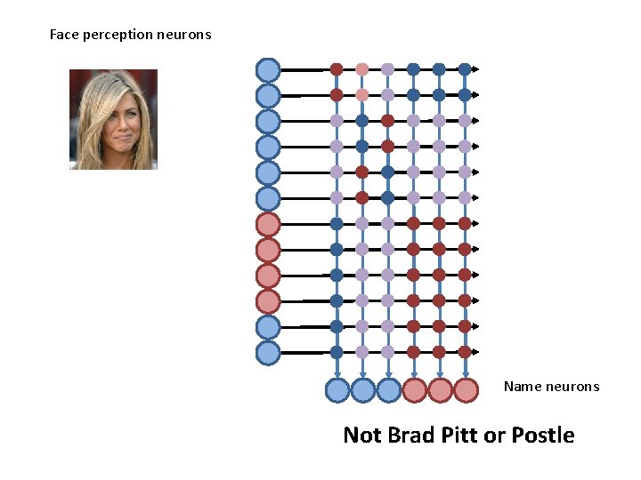 Face perception neurons Name neurons Not Brad Pitt or Postle 
