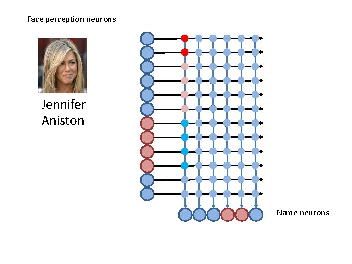 Face perception neurons Jennifer Aniston Name neurons 