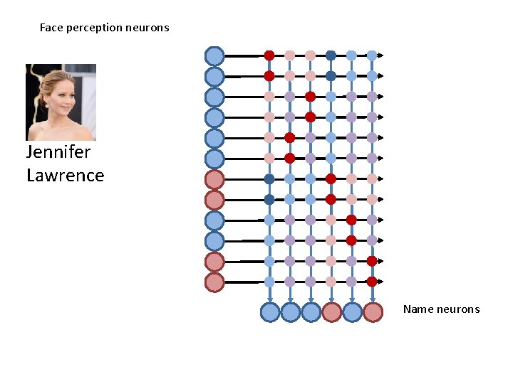 Face perception neurons Jennifer Lawrence Name neurons 