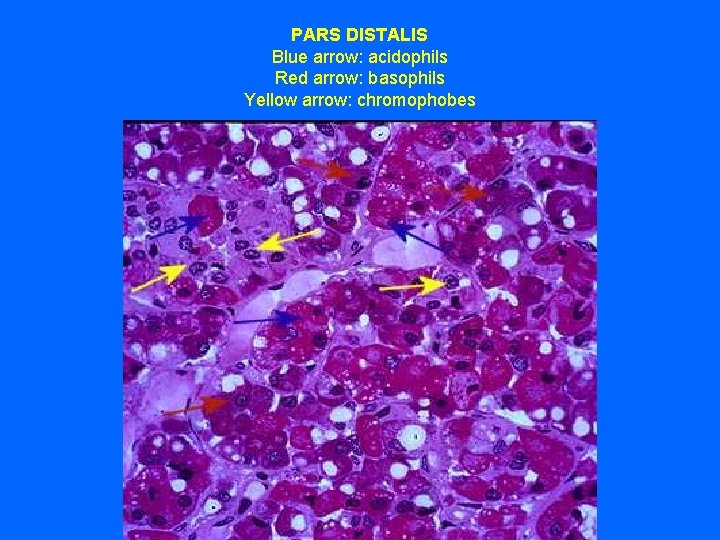 PARS DISTALIS Blue arrow: acidophils Red arrow: basophils Yellow arrow: chromophobes 