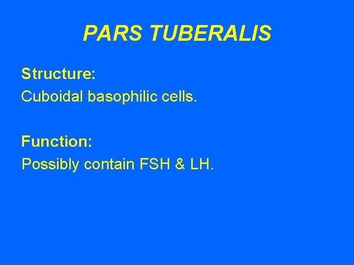 PARS TUBERALIS Structure: Cuboidal basophilic cells. Function: Possibly contain FSH & LH. 