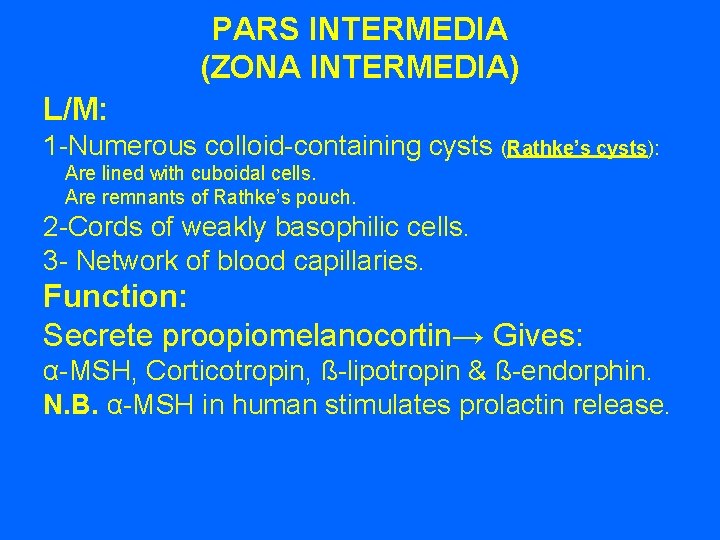 PARS INTERMEDIA (ZONA INTERMEDIA) L/M: 1 -Numerous colloid-containing cysts (Rathke’s cysts): Are lined with