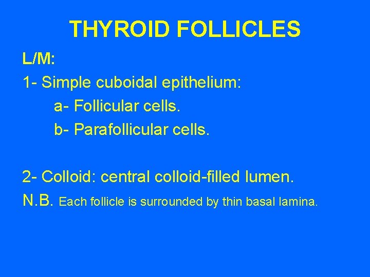 THYROID FOLLICLES L/M: 1 - Simple cuboidal epithelium: a- Follicular cells. b- Parafollicular cells.