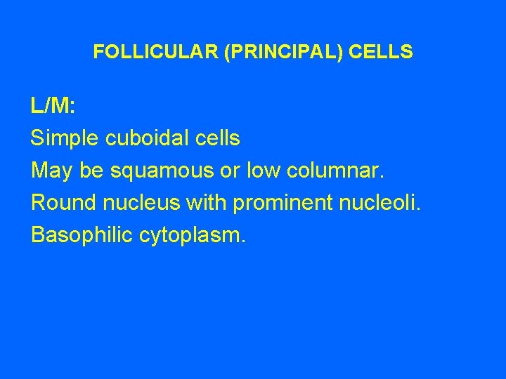 FOLLICULAR (PRINCIPAL) CELLS L/M: Simple cuboidal cells May be squamous or low columnar. Round