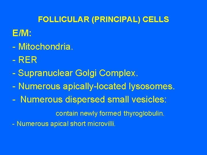 FOLLICULAR (PRINCIPAL) CELLS E/M: - Mitochondria. - RER - Supranuclear Golgi Complex. - Numerous