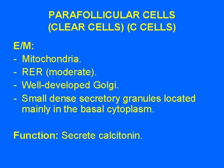PARAFOLLICULAR CELLS (CLEAR CELLS) (C CELLS) E/M: - Mitochondria. - RER (moderate). - Well-developed