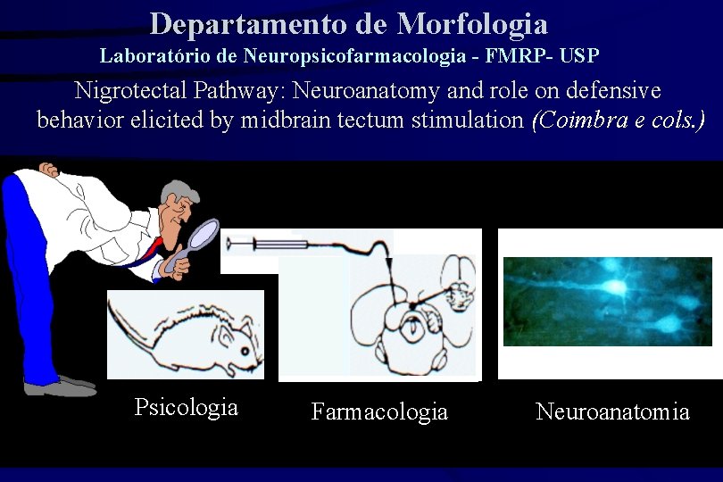 Departamento de Morfologia Laboratório de Neuropsicofarmacologia - FMRP- USP Nigrotectal Pathway: Neuroanatomy and role