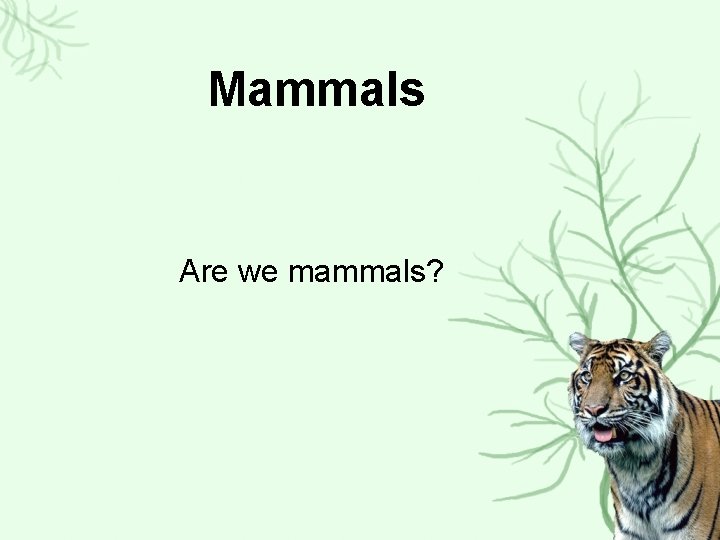 Mammals Are we mammals? 