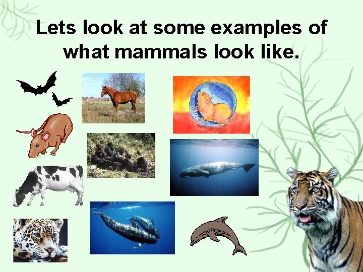 Lets look at some examples of what mammals look like. 