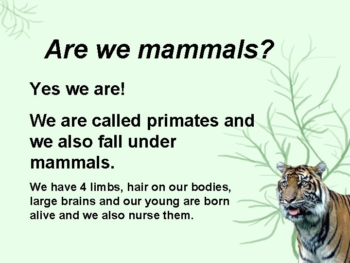 Are we mammals? Yes we are! We are called primates and we also fall