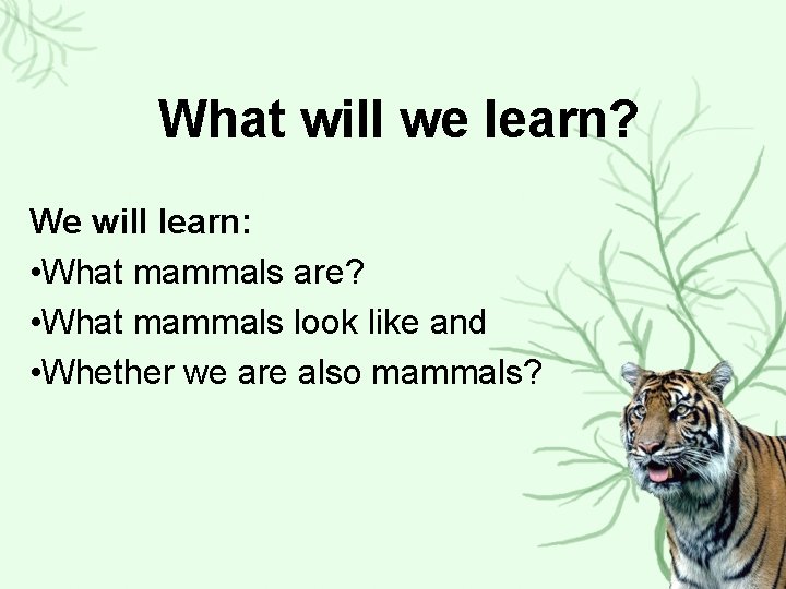 What will we learn? We will learn: • What mammals are? • What mammals