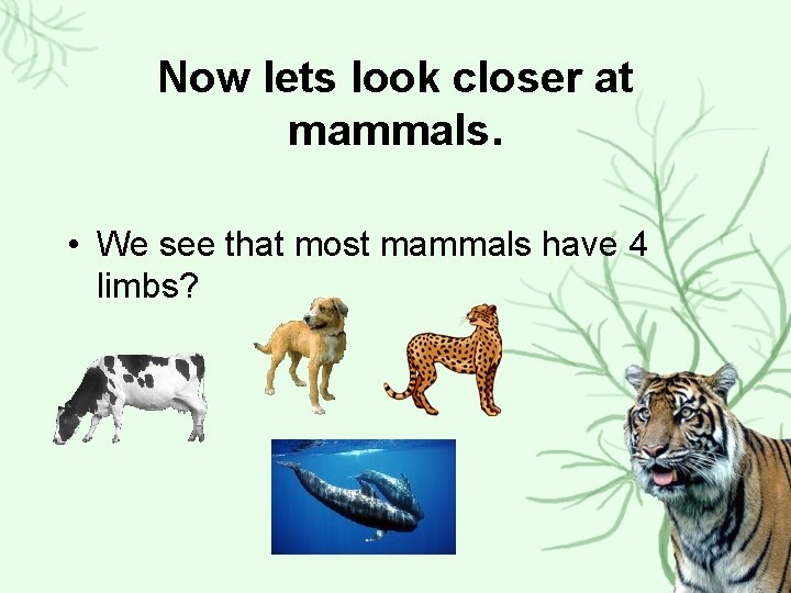 Now lets look closer at mammals. • We see that most mammals have 4