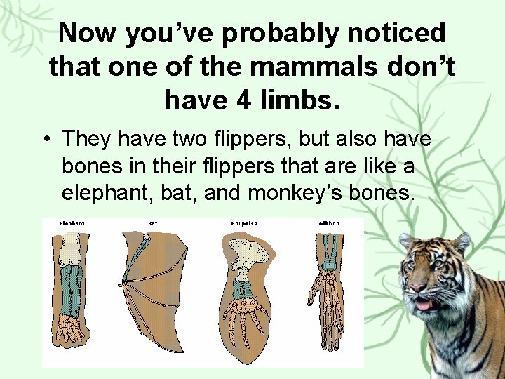 Now you’ve probably noticed that one of the mammals don’t have 4 limbs. •