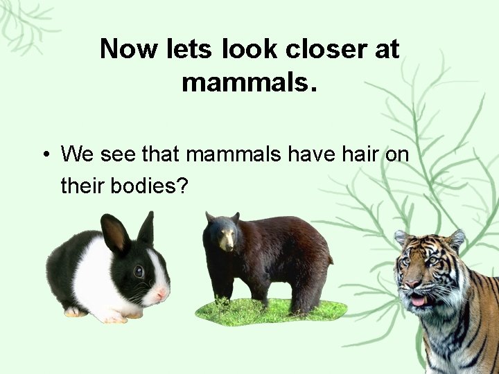Now lets look closer at mammals. • We see that mammals have hair on