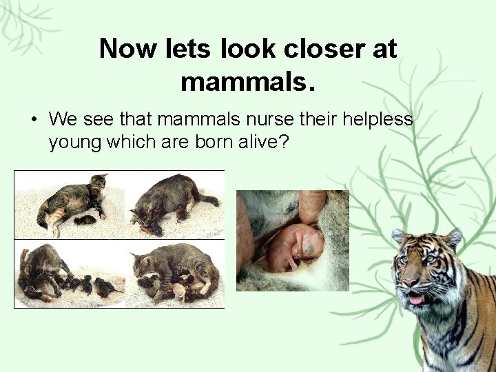 Now lets look closer at mammals. • We see that mammals nurse their helpless