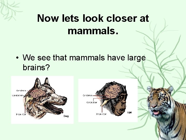 Now lets look closer at mammals. • We see that mammals have large brains?