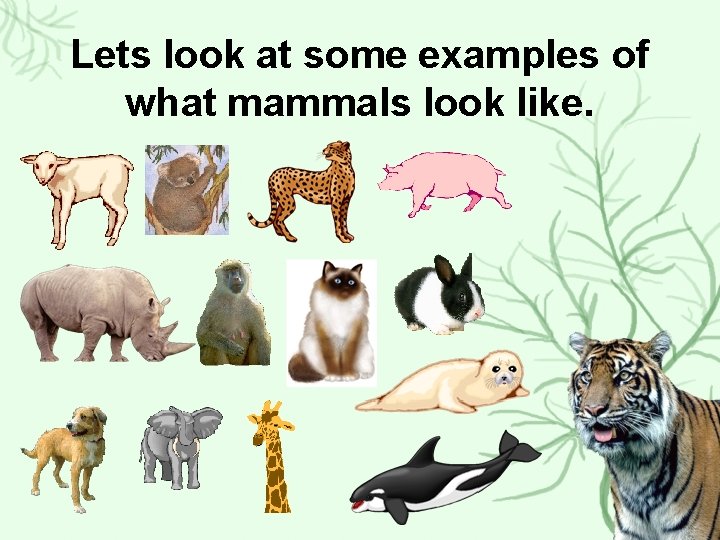 Lets look at some examples of what mammals look like. 