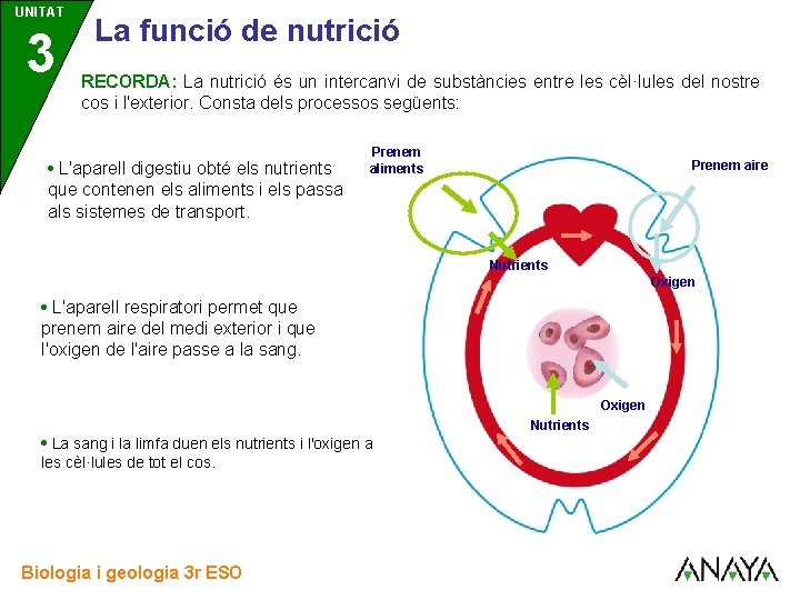 UNITAT 3 La funció de nutrició RECORDA: La nutrició és un intercanvi de substàncies UNITAT 3 La funció de nutrició RECORDA: La nutrició és un intercanvi de substàncies