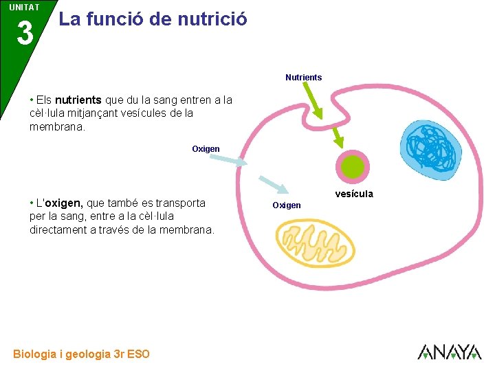UNITAT 3 La funció de nutrició Nutrients • Els nutrients que du la sang UNITAT 3 La funció de nutrició Nutrients • Els nutrients que du la sang