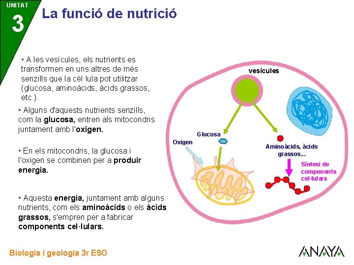 UNITAT 3 La funció de nutrició • A les vesícules, els nutrients es transformen UNITAT 3 La funció de nutrició • A les vesícules, els nutrients es transformen