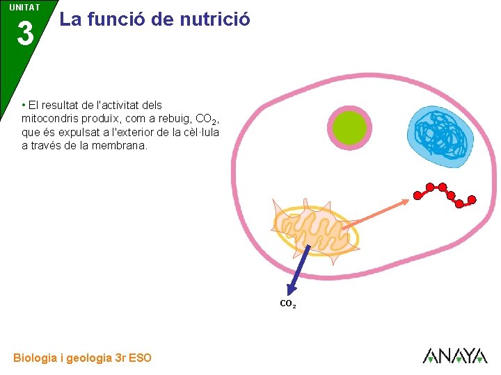 UNITAT 3 La funció de nutrició • El resultat de l'activitat dels mitocondris produïx, UNITAT 3 La funció de nutrició • El resultat de l'activitat dels mitocondris produïx,