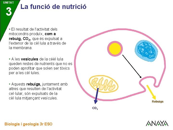 UNITAT 3 La funció de nutrició • El resultat de l'activitat dels mitocondris produïx, UNITAT 3 La funció de nutrició • El resultat de l'activitat dels mitocondris produïx,