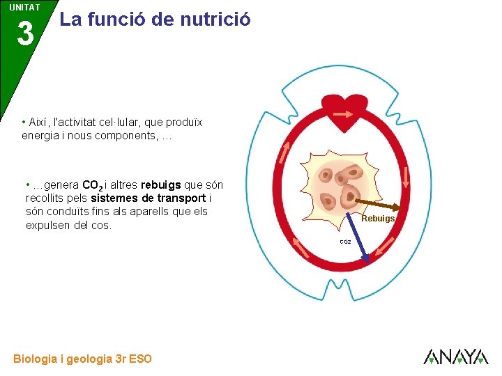 UNITAT 3 La funció de nutrició • Així, l'activitat cel·lular, que produïx energia i UNITAT 3 La funció de nutrició • Així, l'activitat cel·lular, que produïx energia i