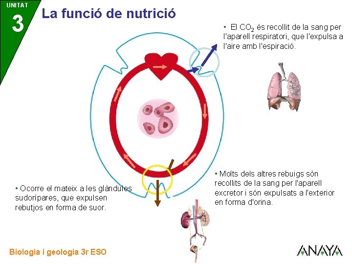 UNITAT 3 La funció de nutrició • Ocorre el mateix a les glàndules sudorípares, UNITAT 3 La funció de nutrició • Ocorre el mateix a les glàndules sudorípares,