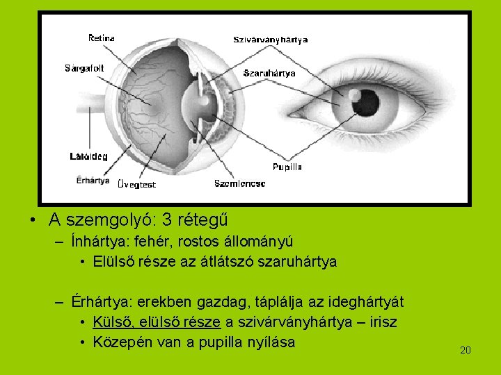  • A szemgolyó: 3 rétegű – Ínhártya: fehér, rostos állományú • Elülső része