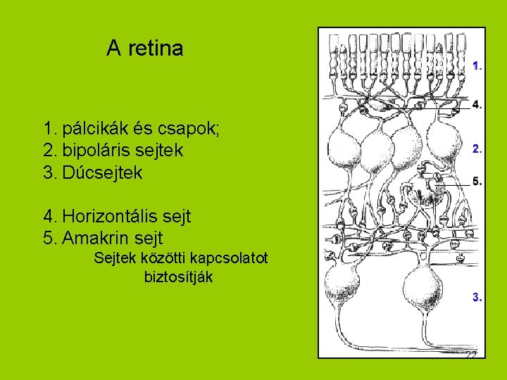 A retina 1. pálcikák és csapok; 2. bipoláris sejtek 3. Dúcsejtek 4. Horizontális sejt