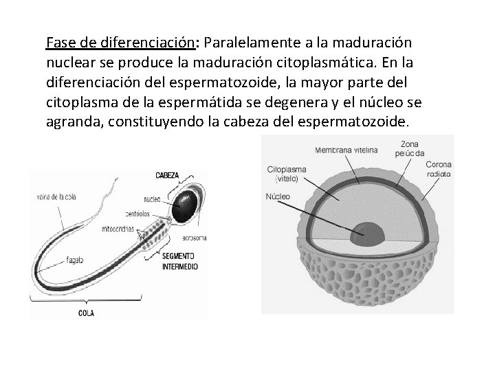 Fase de diferenciación: Paralelamente a la maduración nuclear se produce la maduración citoplasmática. En