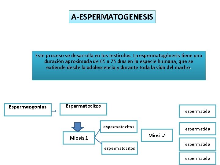 A-ESPERMATOGENESIS Este proceso se desarrolla en los testículos. La espermatogénesis tiene una duración aproximada