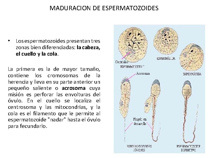 MADURACION DE ESPERMATOZOIDES • Los espermatozoides presentan tres zonas bien diferenciadas: la cabeza, el