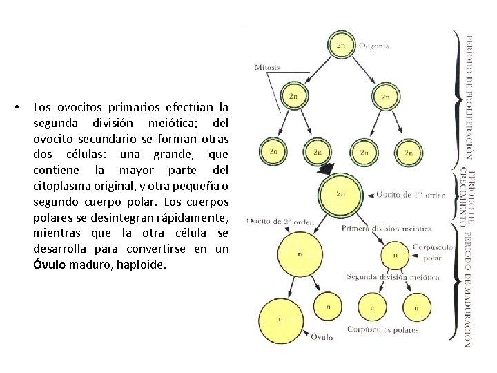  • Los ovocitos primarios efectúan la segunda división meiótica; del ovocito secundario se