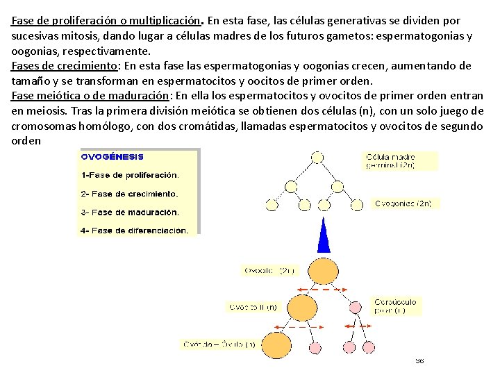 Fase de proliferación o multiplicación. En esta fase, las células generativas se dividen por