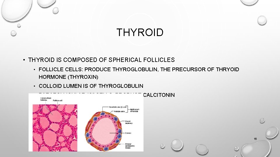 THYROID • THYROID IS COMPOSED OF SPHERICAL FOLLICLES • FOLLICLE CELLS: PRODUCE THYROGLOBULIN, THE