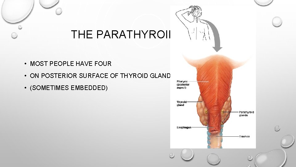 THE PARATHYROID GLANDS • MOST PEOPLE HAVE FOUR • ON POSTERIOR SURFACE OF THYROID