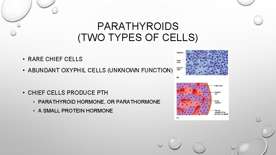 PARATHYROIDS (TWO TYPES OF CELLS) • RARE CHIEF CELLS • ABUNDANT OXYPHIL CELLS (UNKNOWN