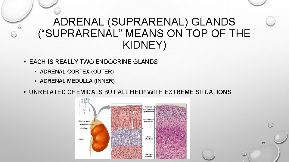 ADRENAL (SUPRARENAL) GLANDS (“SUPRARENAL” MEANS ON TOP OF THE KIDNEY) • EACH IS REALLY