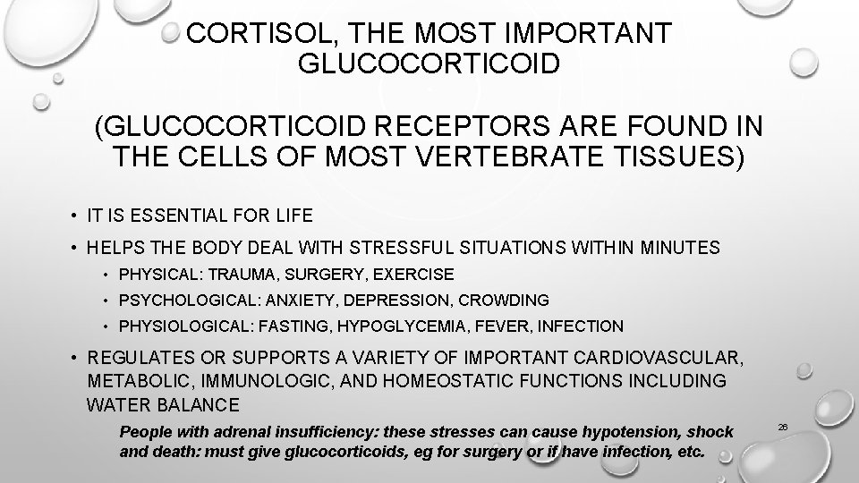 CORTISOL, THE MOST IMPORTANT GLUCOCORTICOID (GLUCOCORTICOID RECEPTORS ARE FOUND IN THE CELLS OF MOST