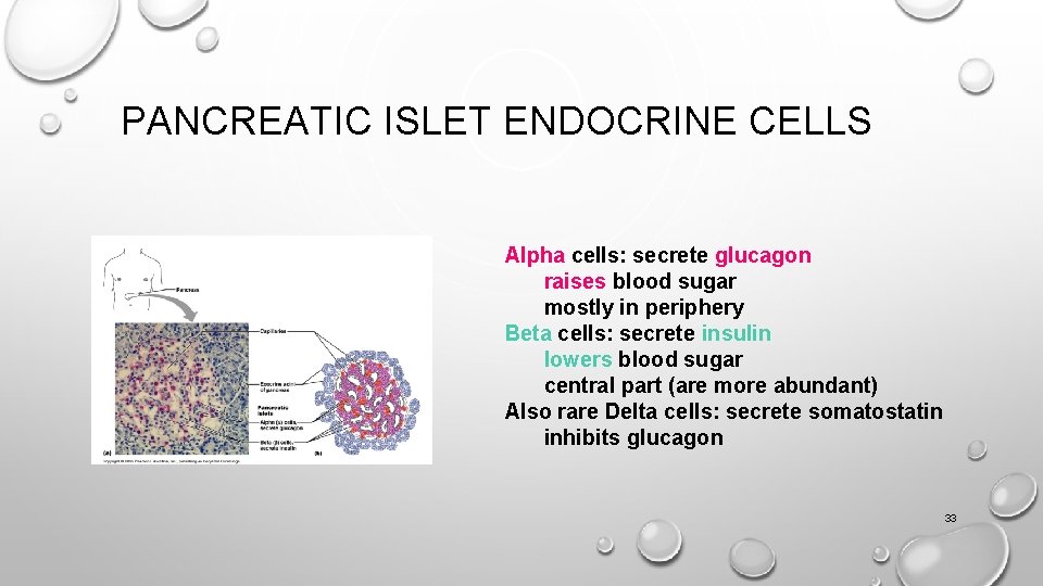 PANCREATIC ISLET ENDOCRINE CELLS Alpha cells: secrete glucagon raises blood sugar mostly in periphery