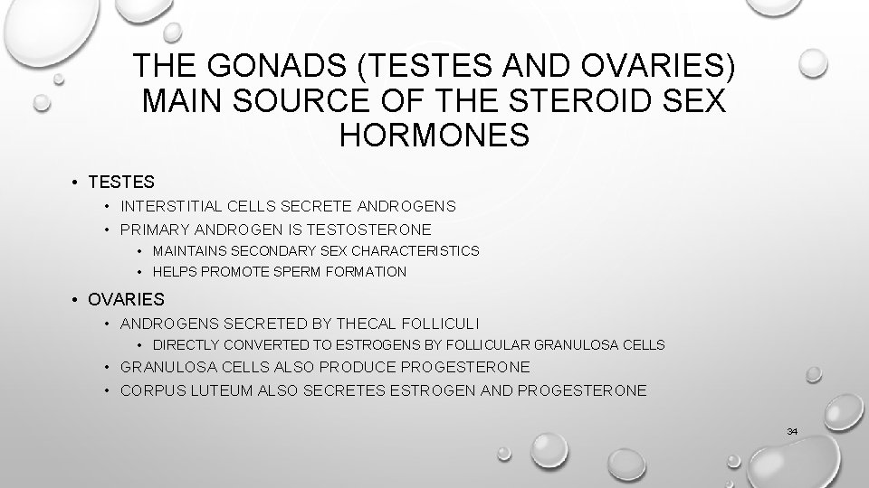 THE GONADS (TESTES AND OVARIES) MAIN SOURCE OF THE STEROID SEX HORMONES • TESTES