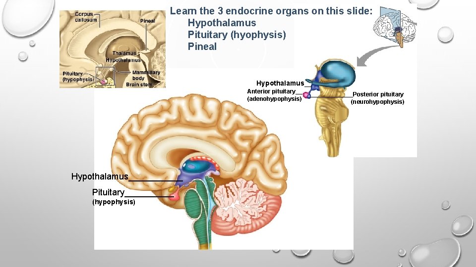 Learn the 3 endocrine organs on this slide: Hypothalamus Pituitary (hyophysis) Pineal Hypothalamus__ Anterior