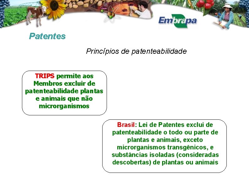 Patentes Princípios de patenteabilidade TRIPS permite aos Membros excluir de patenteabilidade plantas e animais