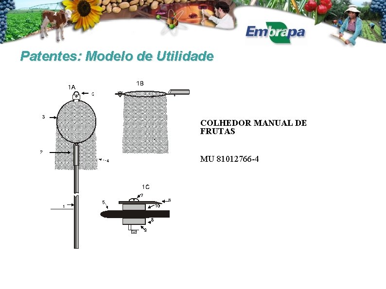 Patentes: Modelo de Utilidade COLHEDOR MANUAL DE FRUTAS MU 81012766 -4 