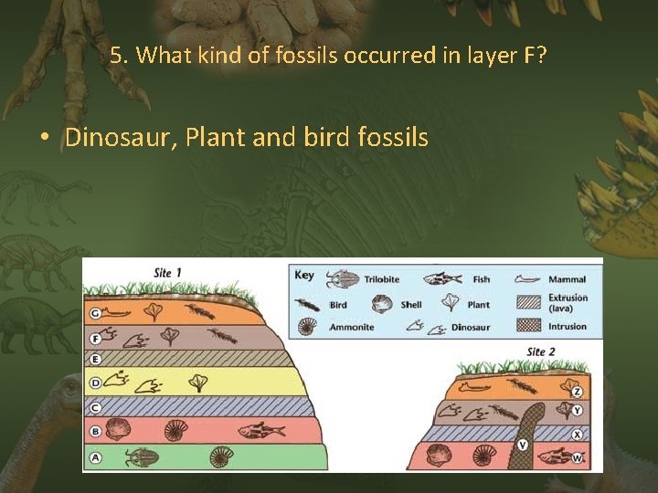 5. What kind of fossils occurred in layer F? • Dinosaur, Plant and bird